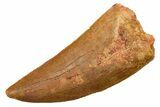 Serrated, Carcharodontosaurus Tooth - Real Dinosaur Tooth #351649-1